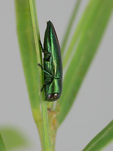 Melobasis semisuturalis, PL0526E, female, on Acacia retinodes, MU, 7.1 × 2.7 mm